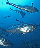 Bluefin tuna / &copy;: M. San Felix