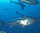 Bluefin tuna