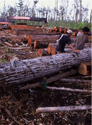 It is estimated that
Australia imports more than US$845 million worth of illegal timber and wood products each year.
European Commission - © ALAIN COMPOST / WWF-CANON