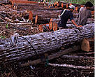 It is estimated that
Australia imports more than US$845 million worth of illegal timber and wood products each year.
<p><b>European Commission </p></b>