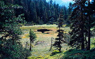 Peat bog in Fir trees forest. Alpine wetland in Wiegenalp, Hohe Tauern National Park, in the ... / ©: Michèle Dépraz / WWF-Canon / ©: Michèle Dépraz / WWF-Canon