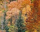 Autumn leaves, Velebit, Croatia.