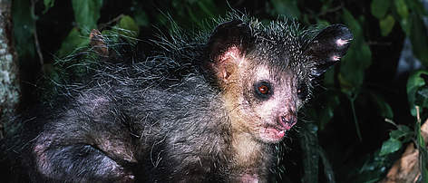 Aye-aye (Daubentonia madagascariensis) A distinct highly specialised species of lemur found only in ... / ©: WWF-Canon / Martin HARVEY rel=