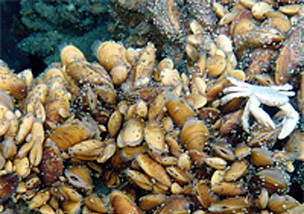Crab and mussels living on the Menez Gwen hydrothermal vent, Atlantic Ocean. / ©: D. Desbruyeres, IFREMER / ©: D. Desbruyeres, IFREMER