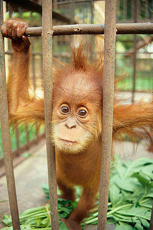 Captive baby Sumatran Orang-utan (Pongo abelii). / ©: TRAFFIC SE Asia/Chris R. Shepherd Captive baby Sumatran Orang-utan (Pongo abelii). / ©: TRAFFIC SE Asia/Chris R. Shepherd
