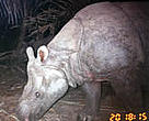 Young Javan rhino captured in a  camera trap in Ujung Kulon, Indonesia. October 2006.