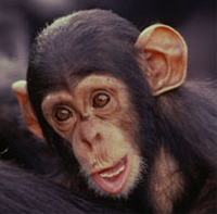 Chimpanzee baby. / ©: WWF-Canon / Martin Harvey / ©: WWF-Canon / Martin Harvey