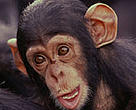 Chimpanzee baby.<BR>