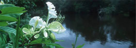 Bacia do Congo / &copy;: WWF