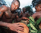 Baka pygmies dancing.