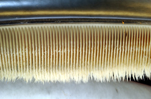 Baleen makes up baleen plates, which are arranged in two parallel rows that look like combs of ... / ©: NOAA Baleen / ©: NOAA