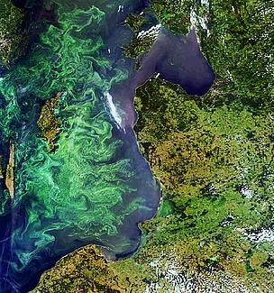 A phytoplankton (algal) bloom fills much of the Baltic Sea. Summer 2005. / ©: ESA A phytoplankton (algal) bloom fills much of the Baltic Sea. Summer 2005. / ©: ESA