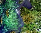 A phytoplankton (algal) bloom fills much of the Baltic Sea. Summer 2005.