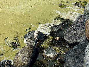 The water is not safe for people or animals when the algal bloom arrives in the Baltic Sea. / ©: Anders Modig The water is not safe for people or animals when the algal bloom arrives in the Baltic Sea. / ©: Anders Modig