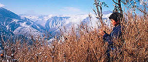 Shi Junyi studying dead bamboo. Bamboo die-off is a natural occurence in the bamboo life-cycle ... / ©: WWF / George B. SCHALLER Shi Junyi studying dead bamboo. Bamboo die-off is a natural occurence in bamboo life-cycle forcing ... / ©: WWF / George B. SCHALLER