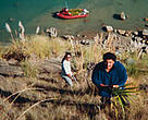 Replanting the harbourside, Raglan Harbour, New Zealand.