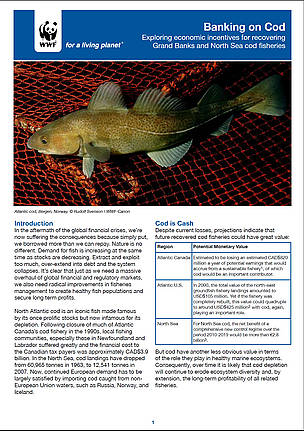 Cover of report: Banking on Cod