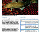 Cover of report: Banking on Cod