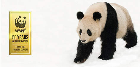WWF: 50 years of Conservation / ©: naturepl.com / Edwin Giesbers / WWF Giant Panda in the snow. rel=