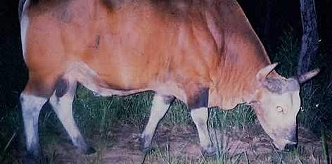 Banteng caught by a camera trap  rel=