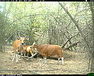 Group of banteng photographed by camera-trap in 2010 in Mondulkiri Protected Forest.