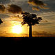 Spectacular sunsets and massive Baobab trees © WWF / Ian Martin