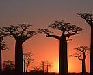 Baobab tree (<i>Adansonia grandidieri</i>) at sunsetNear Morondava, Madagascar.