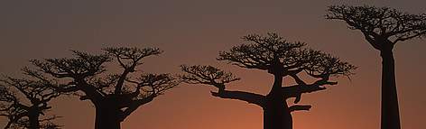 Baobab trees at sunset. Morondava, Madagascar. / ©: Martin Harvey / WWF-Canon rel=