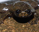 Barbourula kalimantanensis 