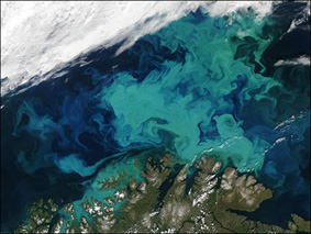 Spectacular phytoplankton bloom in the Barents Sea
Image courtesy Jacques Descloitres, MODIS Rapid ...