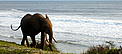  / &copy;: WWF Gabon