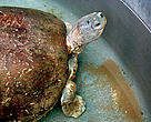 mangrove terrapin (<i>Batagur baska</i>)