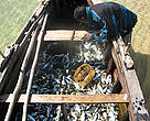In some parts of Mozambique unsustainable fishing is leading to diminishing fish harvests.
