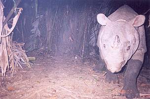 Javan rhino / ©: WWF Javan rhino / ©: WWF