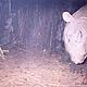 Javan rhino © WWF
