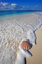 Scallop shell on beach. Seychelles / ©: WWF-Canon / Martin HARVEY Scallop shell on beach. Seychelles / ©: WWF-Canon / Martin HARVEY