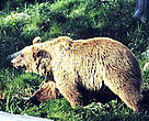 Bear populations were once found in healthy numbers throughout Switzerland, but years of persecution led to their extinction. The last bear in Switzerland was killed in 1904 in the eastern alpine valley of S-charl.