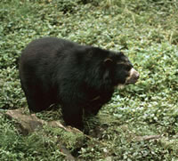 A spectacled bear, similar to the one that visited the Colombian town of El Pensil, in search of ... / ©: WWF-Canon / Pablo Corral / ©: WWF-Canon / Pablo Corral