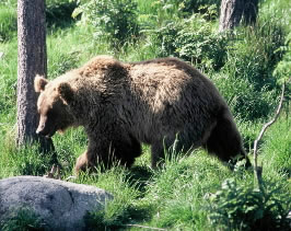 Bear populations were once found in healthy numbers throughout Switzerland, but years of ... / ©: WWF-Canon / Michel Gunther / ©: WWF-Canon / Michel Gunther
