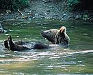 Brown bear swimming