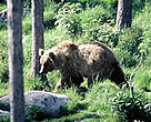 Finland's Oulanka National Park is home to beer, lynx and wolf.