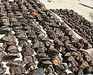 In March 2008, an attempt to get some 120 bear paws across Khanka Lake to China did not succeed as the police managed to confiscate the goods. 