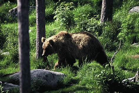  / &copy;: WWF Michael Gunther