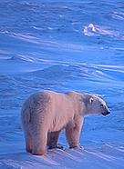  / &copy;: WWF-Canon / Michel Terrettaz