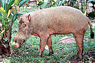 Borneo bearded pig (<i>Sus barbatus</i>). / &copy;: WWF-Canon / Alain COMPOST