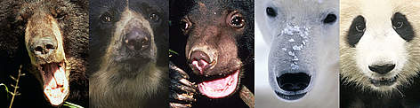 Diverzitet medveda: Azijski crni medved (Ursus thibetanus), Medved sa naočarima (Termarctos ... / ©: (l-r) Y.-J. REY-MILLET | Edward PARKER | Terry DOMICO | Fritz PÖLKING | Michel GUNTHER Image compilation showing 5 bear species to illustrate the diversity of life (biodiversity) rel=