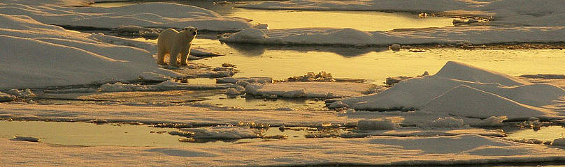 Polar bear on sea ice. Alaska, Beaufort Sea / ©: WWF / Flickr user NOAA Photo Library, Dr Pablo Clemente-Colon / ©: WWF / Flickr user NOAA Photo Library, Dr Pablo Clemente-Colon