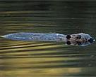 Eurasian beaver (<I>Castor fiber</I>) swimming in the Biebrza Marshes, Poland.