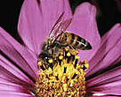Pollination "services" of adjacent tropical forests contribute to the income of coffee farms.