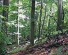 Beech forests in Slovakia.